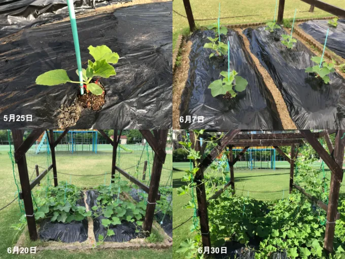 サムネイル画像
